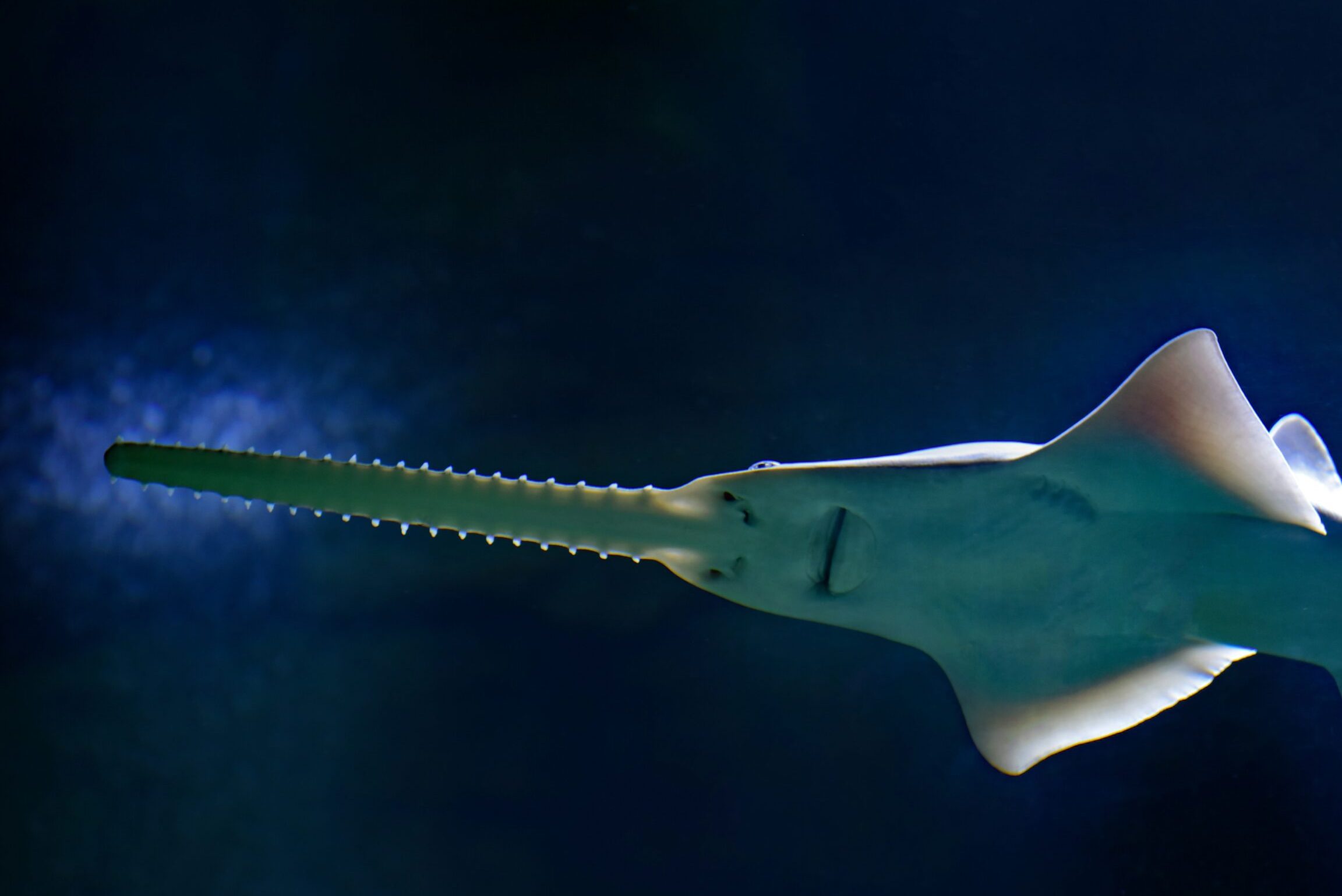 el okapi africano un tesoro en peligro en las selvas del congo