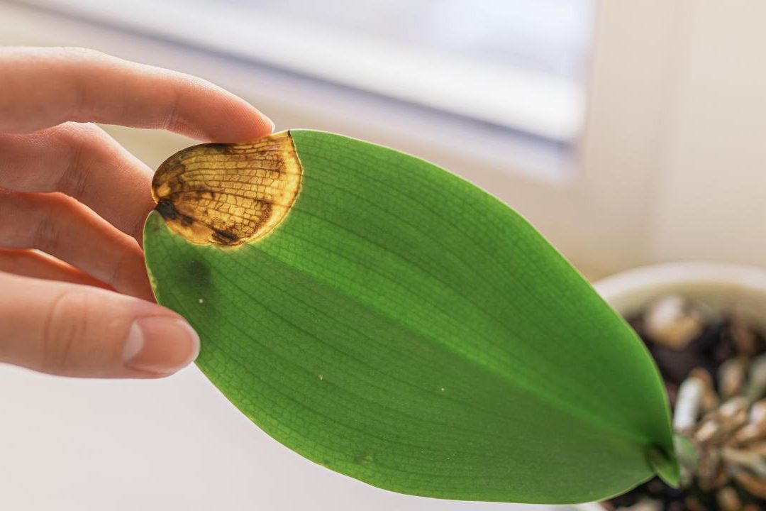 enfermedades de las orquideas fotos guias sobre orquideas enfermas