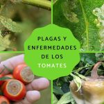 enfermedades de las tomateras prevencion y control de plagas y enfermedades del tomate