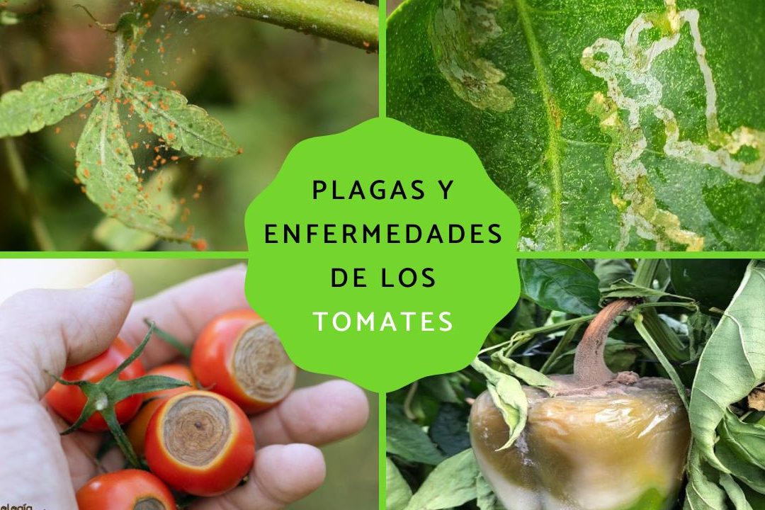 enfermedades de las tomateras prevencion y control de plagas y enfermedades del tomate