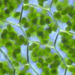 entendiendo la planta de clorofila que es la clorofila en las plantas