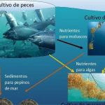 entendiendo la reproduccion de algas su importancia y tipos