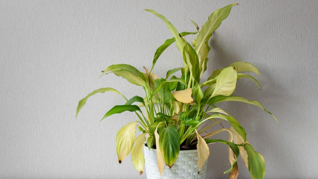 es bueno dejar las hojas secas en la maceta un analisis completo