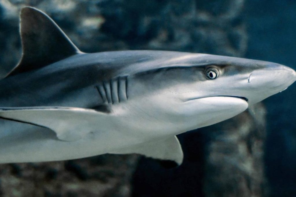es cierto que los tiburones ciegos descubre como ven los tiburones