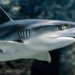 es cierto que los tiburones ciegos descubre como ven los tiburones