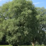 es el sauce lloron hoja caduca o perenne descubre su naturaleza scaled