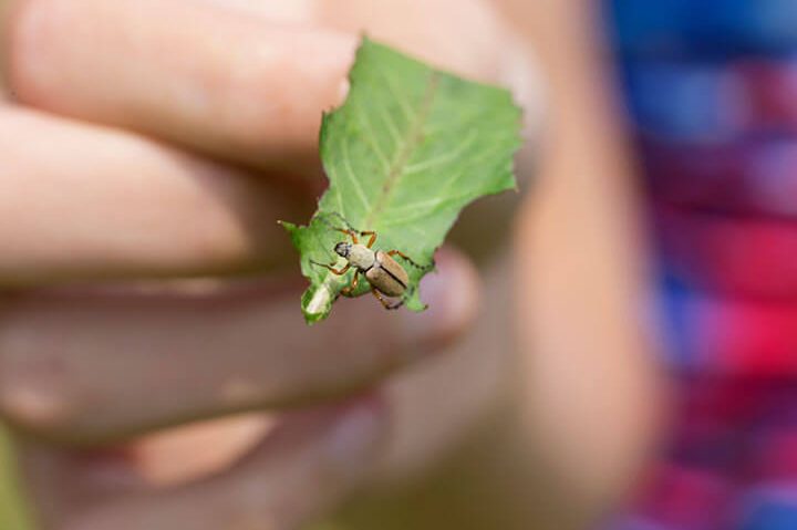 escarabajo de las flores tratamiento como combatir el escarabajo del rosal