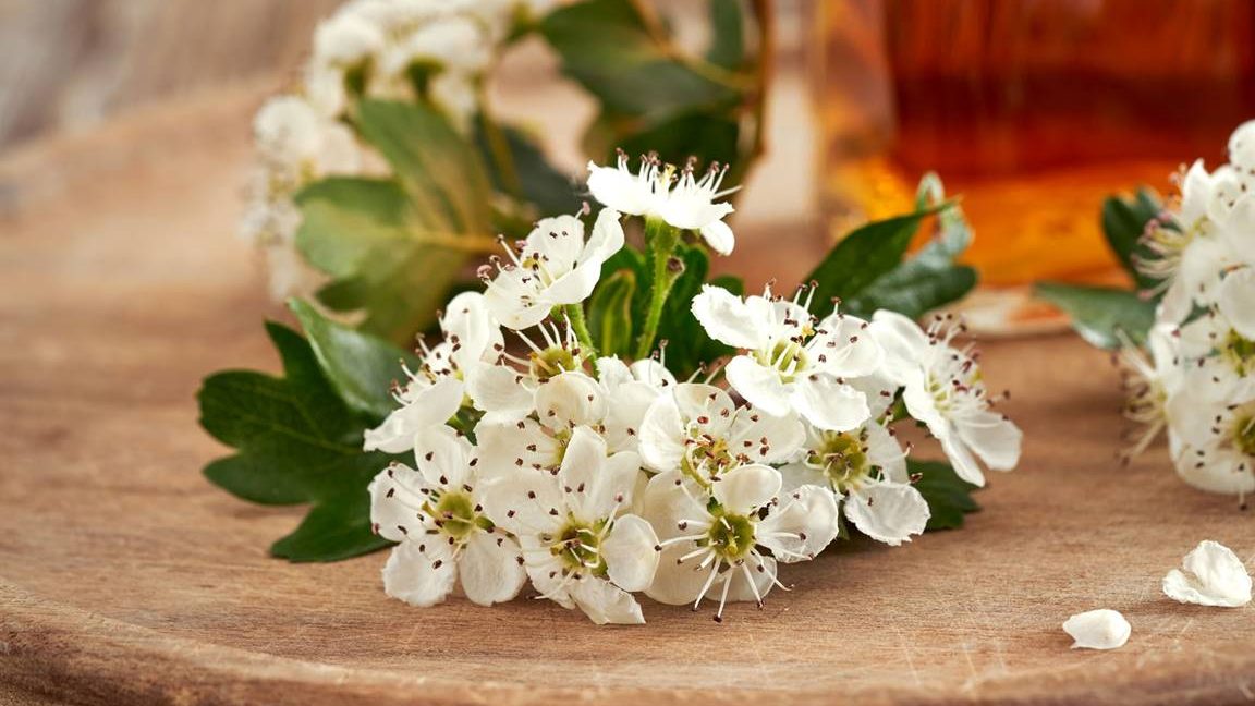 espino blanco propiedades magicas y aceite de espino blanco propiedades