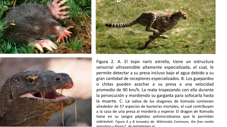 evolucion divergente y convergente un viaje a la biodiversidad