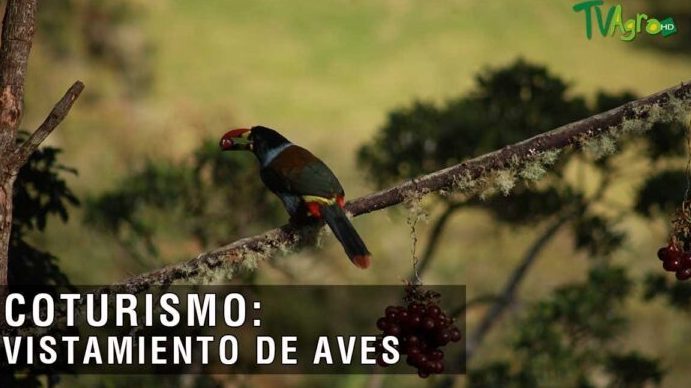 exploracion de los fascinantes animales de alta montana del planeta