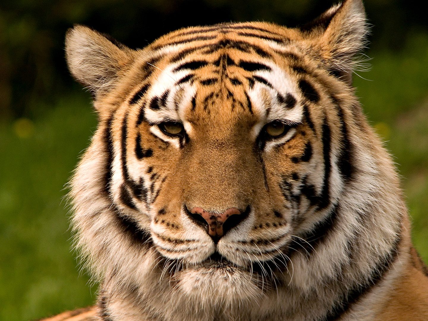 explorando el concepto de nombre de especies en la especie biologica