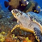 explorando el ecosistema acuatico de agua dulce importancia y biodiversidad