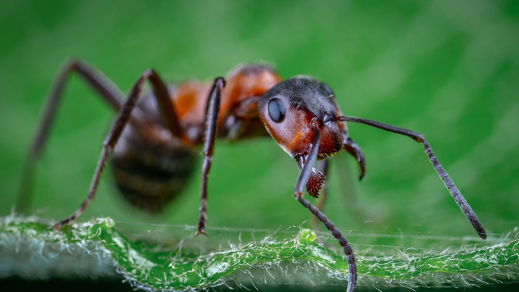 explorando el fascinante mundo de las especies de hormigas patas y tipos