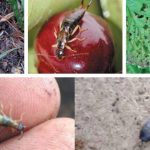 explorando el fascinante mundo de losviviparosen la naturaleza