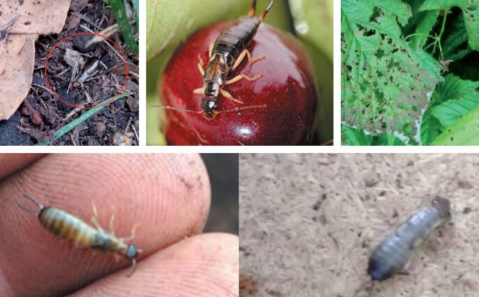 explorando el fascinante mundo de losviviparosen la naturaleza