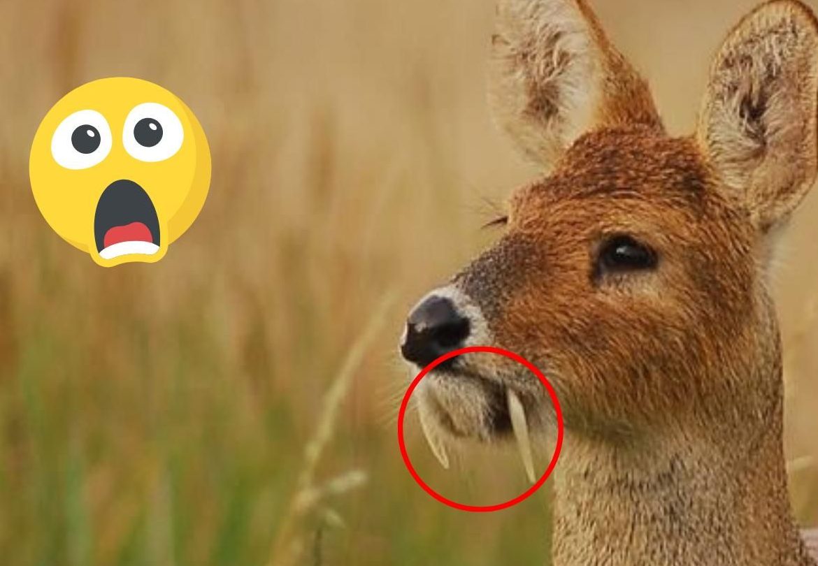 explorando la fascinante diversidad de animales con cuernos pequenos y grandes