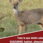 explorando la fauna de uruguay 13 animales uruguayos fascinantes