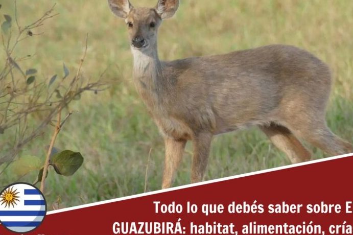 explorando la fauna de uruguay 13 animales uruguayos fascinantes