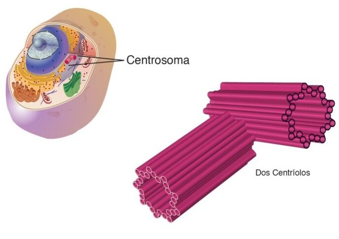 explorando la funcion de centrosoma clave en la celula animal