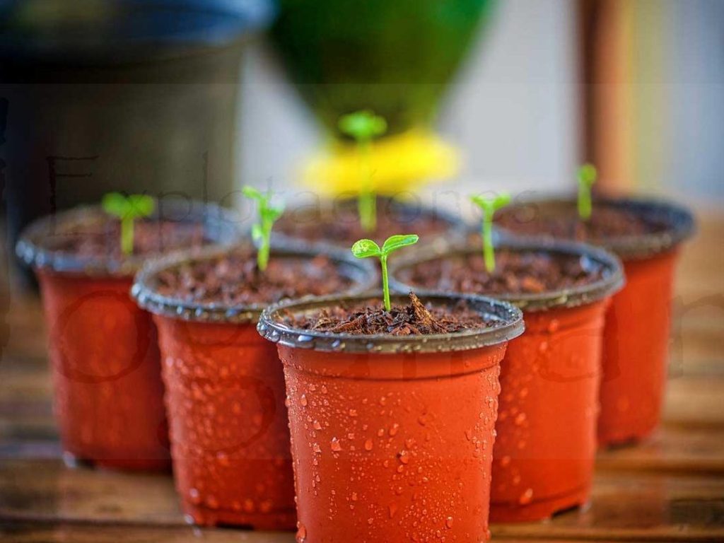 explorando la vegetacion herbacea plantas herbaceas ejemplos y nombres