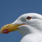 explorando las especies de gaviotas el mundo de los pajaros parecidos a la gaviota
