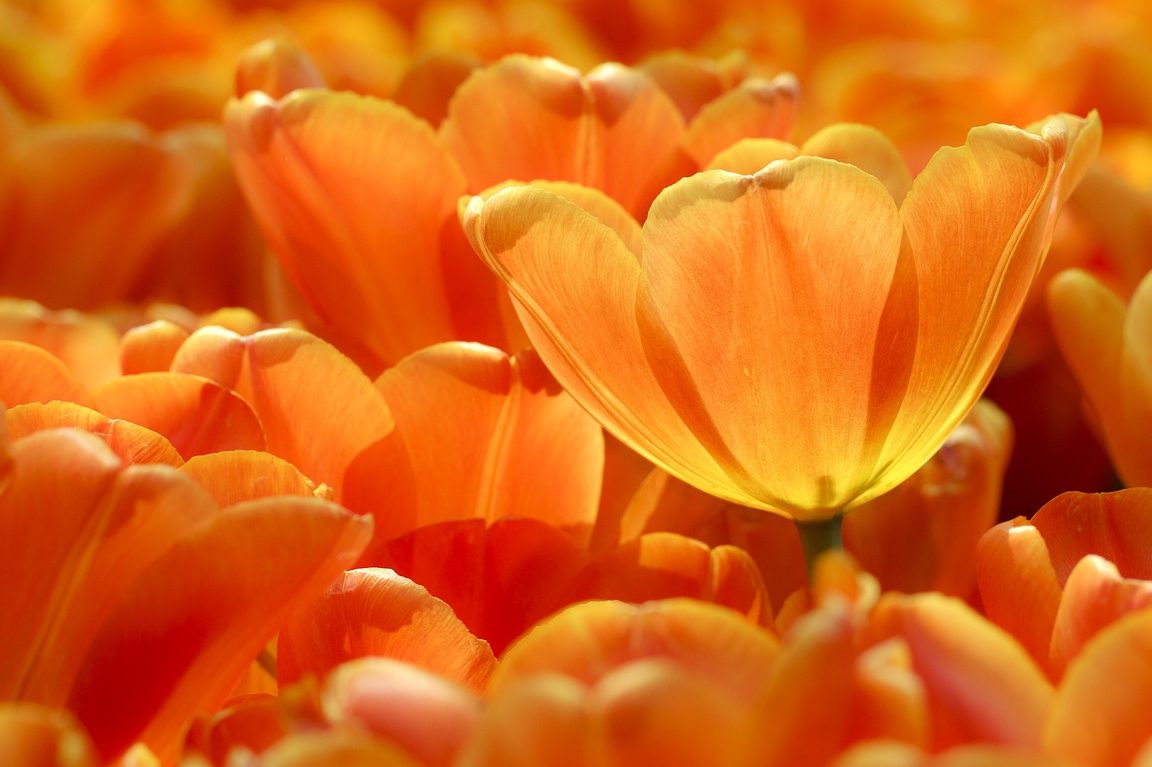 explorando las plantas naranjas flores de color naranja y mas