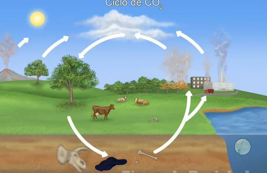 explorando los animales del clima ecuatorial y su vegetacion