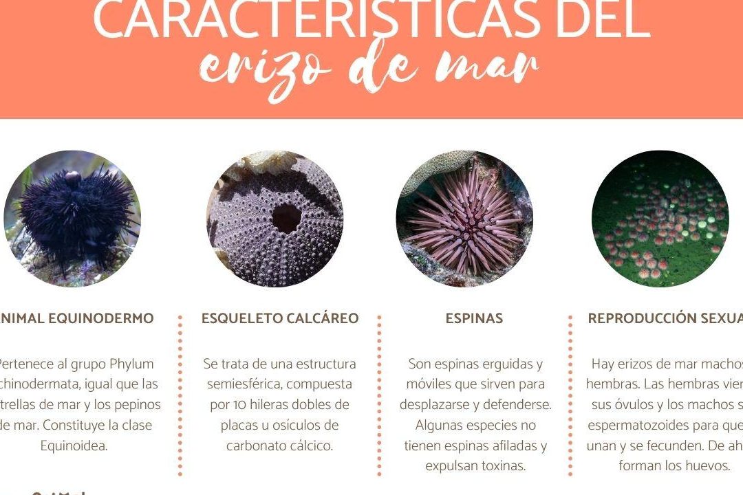 explorando los diferentes tipos de erizos de mar una guia completa