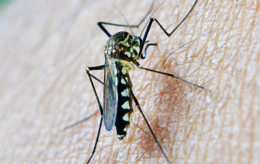 explorando los tipos de mosquitos sus picaduras y caracteristicas