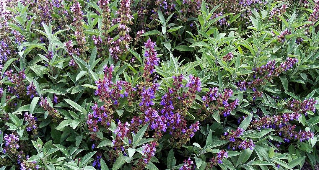 explorando los tipos de salvias plantas variedades cuidados y beneficios