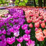 explorando los tulipanes tipos variedades y clases destacadas
