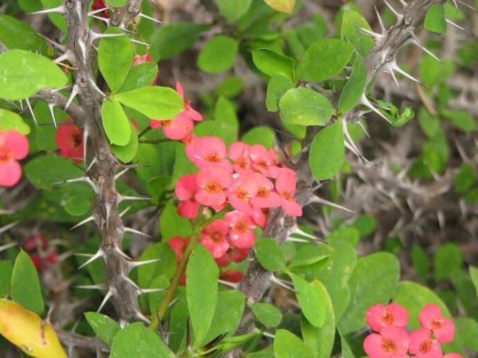 explorando plantas con pinchos y flores arbustos y especies