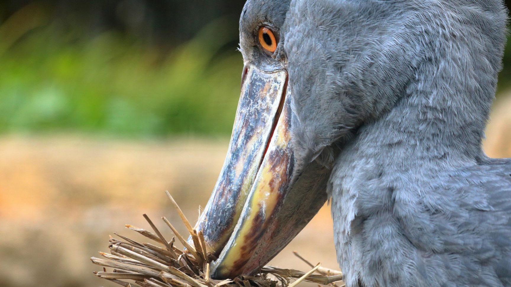 fascinantes aves con cresta la belleza de la ave con cresta en la cabeza
