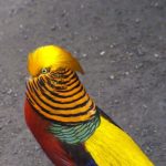 fascinantes aves exoticas descubre pajaros tropicales y sus nombres