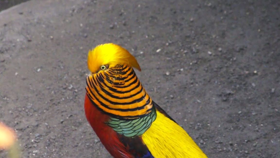 fascinantes aves exoticas descubre pajaros tropicales y sus nombres