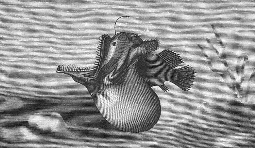 fauna hadal animales de la zona hadal y su sorprendente adaptacion