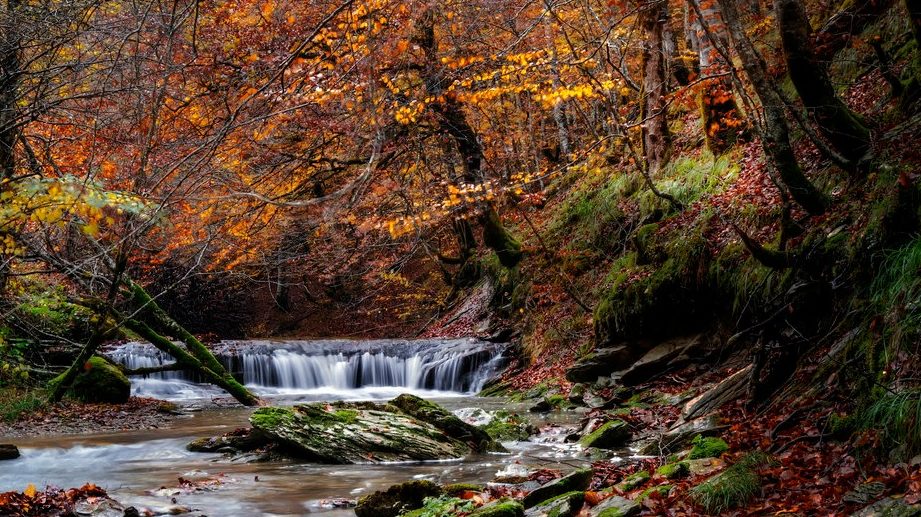 fauna selva negra un tesoro natural en el corazon de europa