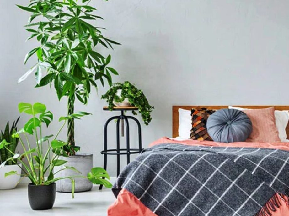 feng shui plantas dormitorio crea un oasis de bienestar