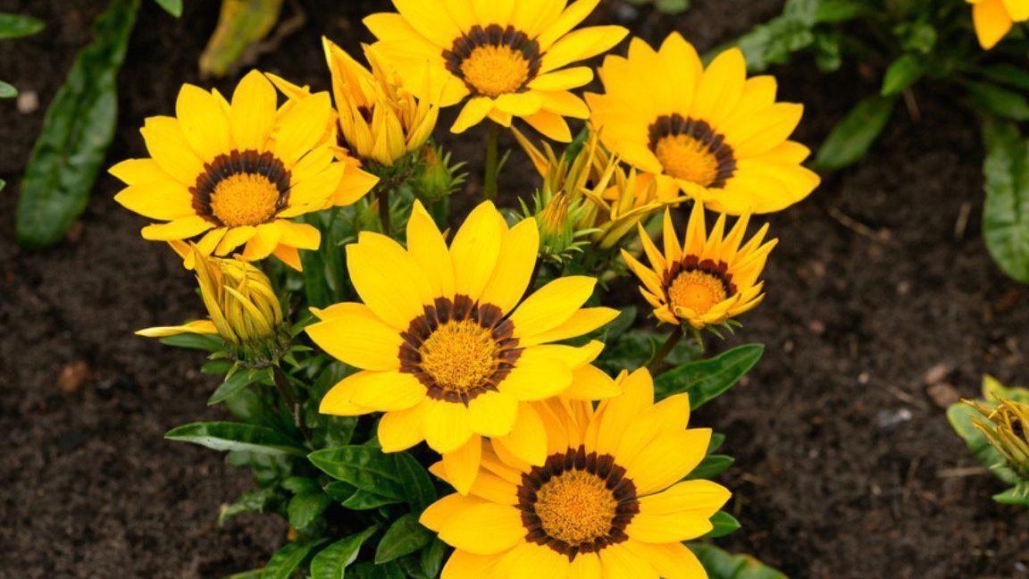 flores amarillas nombres plantas y cuidados todo lo que necesitas saber