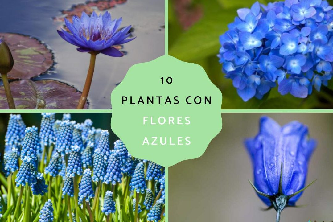 flores azules pequenas guia de nombres y cuidados para cultivarlas