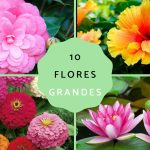 flores grandes naturales belleza de rosas grandes y otras flores