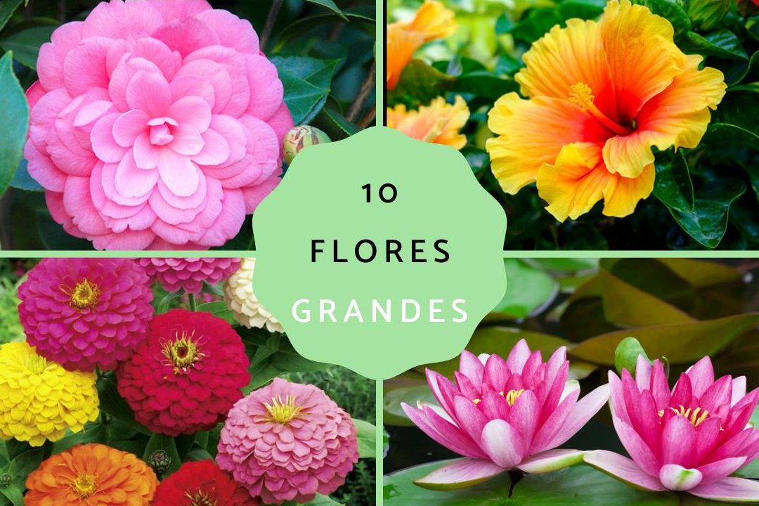 flores grandes naturales belleza de rosas grandes y otras flores