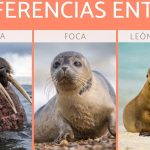 focas con colmillos diferencias entre leon marino y foca