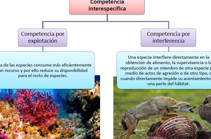funcion de relacion en los seres vivos ejemplos y conceptos clave