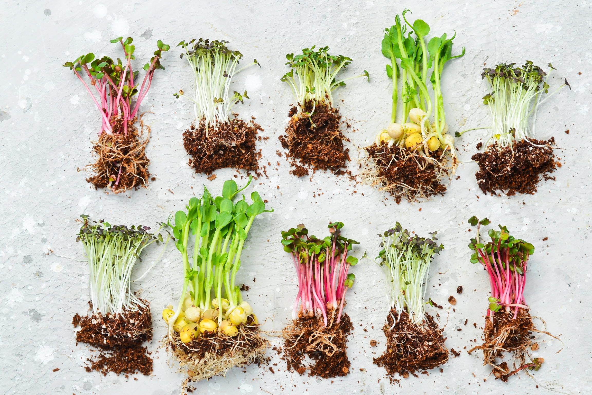 germinados tipos explora los diferentes tipos de germinados comestibles