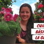 gloxinia flor cuidados y cultivo de gloxinias en casa