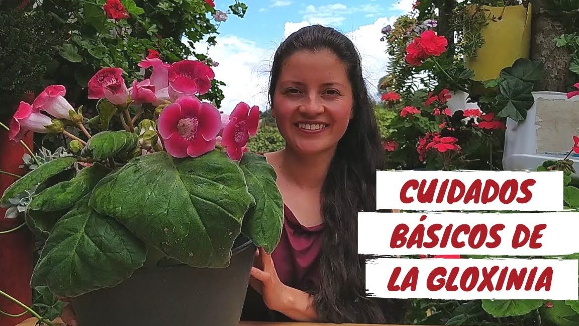 gloxinia flor cuidados y cultivo de gloxinias en casa