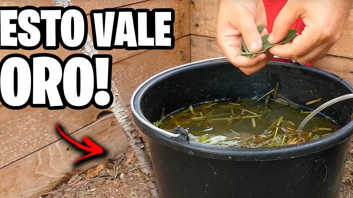 guia completa abono casero para plantas y como hacerlo