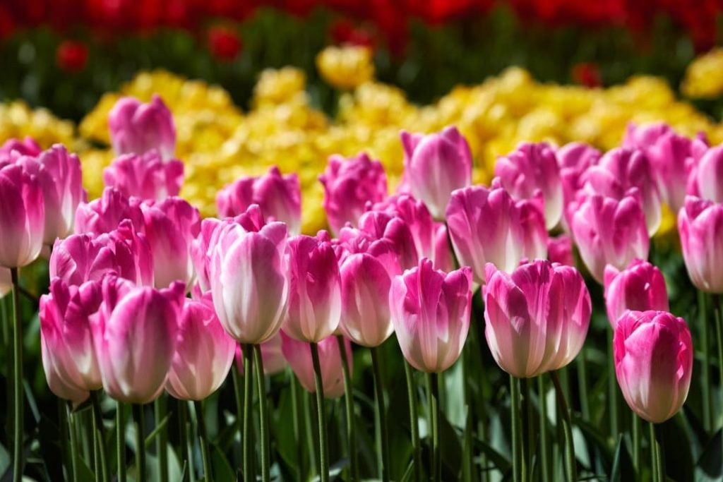 guia completa cuidados de tulipanes en maceta y como cuidarlos