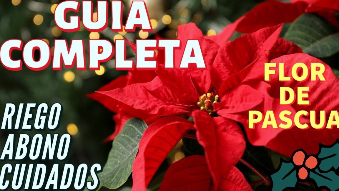 guia completa de cuidados para la flor de pascua en interior y exterior